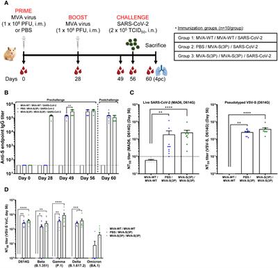 Optimized vaccine candidate MVA-S(3P) fully protects against SARS-CoV-2 infection in hamsters